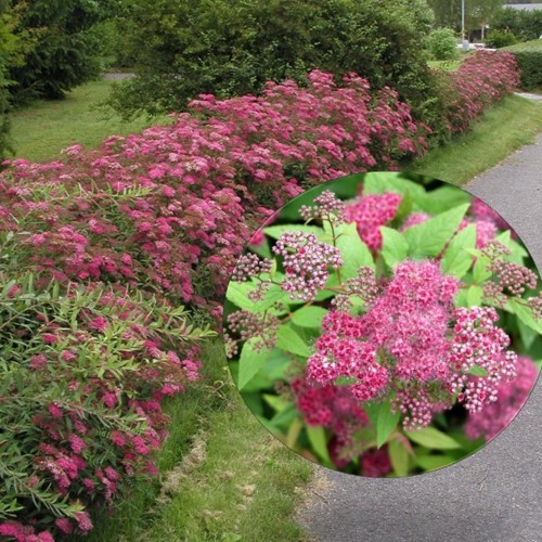 Spiraea japonica 'Froebelii' - Jaapani enelas 'Froebelii' C5/5L